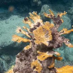 Fused Staghorn, photo 11
