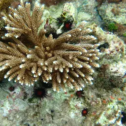 Fused Staghorn, photo 12