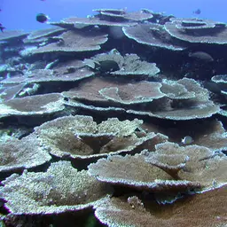 Brush Coral