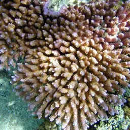 Brush Coral, photo 2