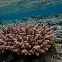 Staghorn Coral, photo 2