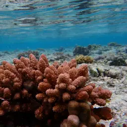 Staghorn Coral, photo 1