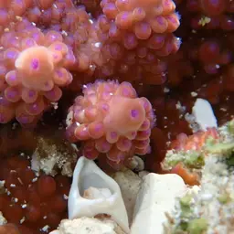 Staghorn Coral, photo 3