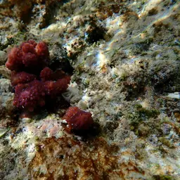 Staghorn Coral, photo 4