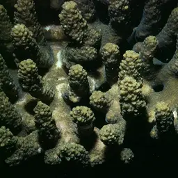 Staghorn Coral, photo 5