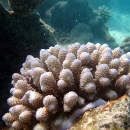 Staghorn Coral, photo 6