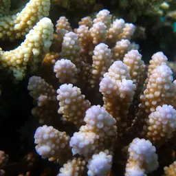 Staghorn Coral, photo 7