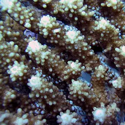 Staghorn Coral, photo 8