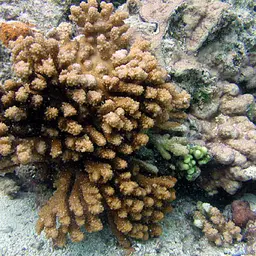 Staghorn Coral, photo 9