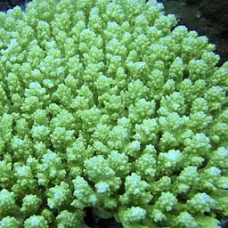 Staghorn Coral, photo 10