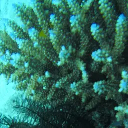 Staghorn Coral, photo 2