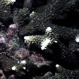 Staghorn Coral, photo 3
