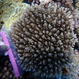 Staghorn Coral, photo 4
