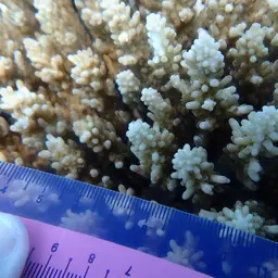 Staghorn Coral, photo 5