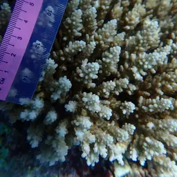 Staghorn Coral, photo 6