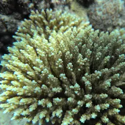 Staghorn Coral, photo 7