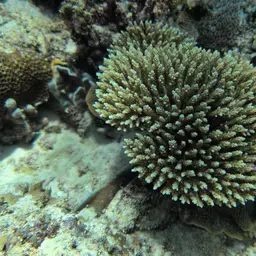 Staghorn Coral, photo 8