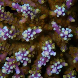 Staghorn Coral, photo 1