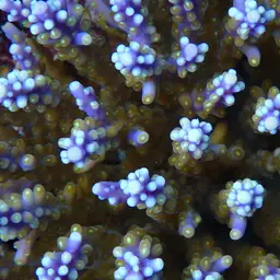 Staghorn Coral, photo 9