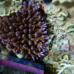 Staghorn Coral, photo 10