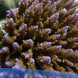 Staghorn Coral, photo 11