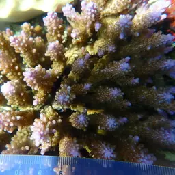 Staghorn Coral, photo 12