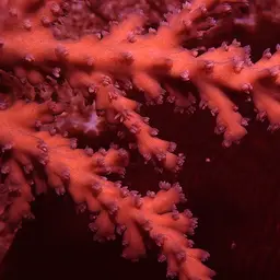 Side-attached Plate Coral, photo 2