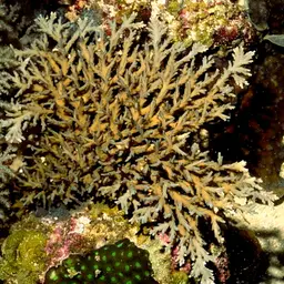 Side-attached Plate Coral, photo 3
