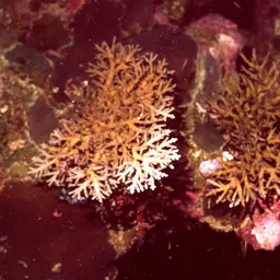 Side-attached Plate Coral, photo 4