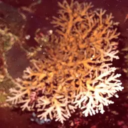 Side-attached Plate Coral, photo 5