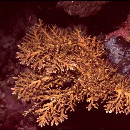 Side-attached Plate Coral, photo 6