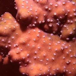 Side-attached Plate Coral, photo 7