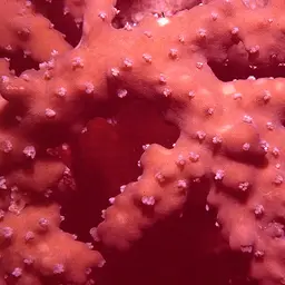 Side-attached Plate Coral, photo 8