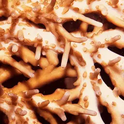 Side-attached Plate Coral, photo 1