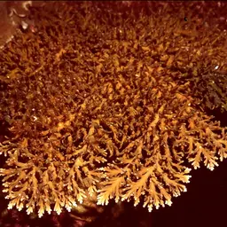 Side-attached Plate Coral, photo 9