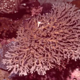 Side-attached Plate Coral, photo 10