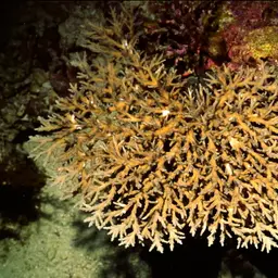 Side-attached Plate Coral, photo 11