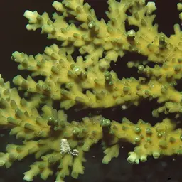 Bottlebrush Acropora