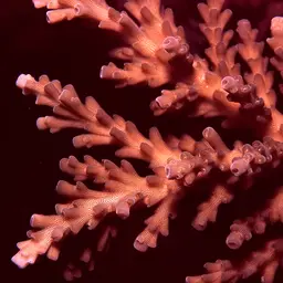 Bottlebrush Branching Coral
