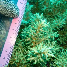 Bottlebrush Branching Coral, photo 2
