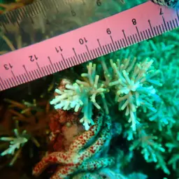 Bottlebrush Branching Coral, photo 3
