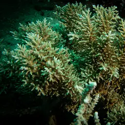 Bottlebrush Branching Coral, photo 4