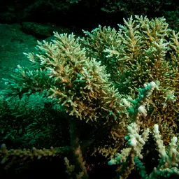 Bottlebrush Branching Coral, photo 5