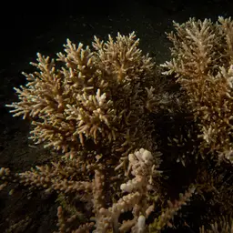 Bottlebrush Branching Coral, photo 6