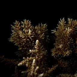 Bottlebrush Branching Coral, photo 7
