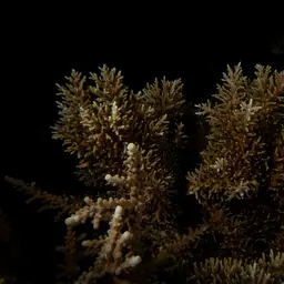 Bottlebrush Branching Coral, photo 8