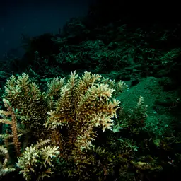 Bottlebrush Branching Coral, photo 9