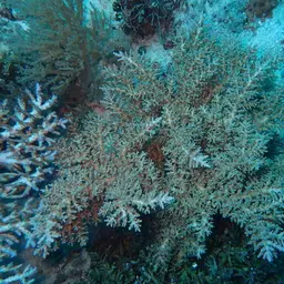 Bottlebrush Branching Coral, photo 10