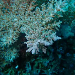 Bottlebrush Branching Coral, photo 11