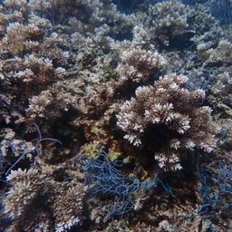 Bottlebrush Branching Coral, photo 12